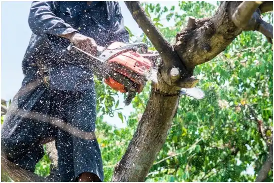 tree services Woodstock